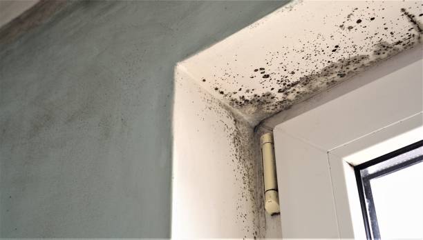 Best Environmental Consulting for Mold Prevention  in Clinton, TN